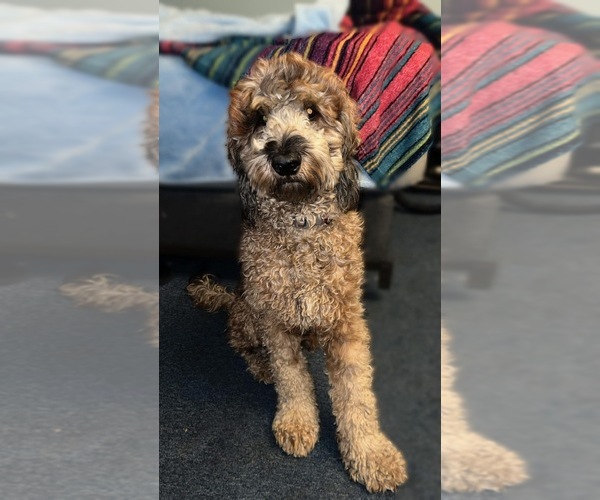 Medium Photo #1 Goldendoodle Puppy For Sale in SPARTANBURG, SC, USA