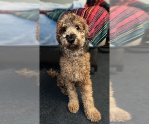 Father of the Goldendoodle puppies born on 03/31/2026