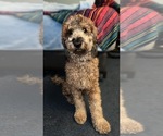 Small Photo #1 Goldendoodle Puppy For Sale in SPARTANBURG, SC, USA