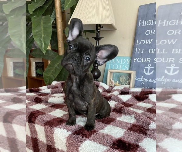 Medium Photo #1 French Bulldog Puppy For Sale in PITTSBURG, CA, USA