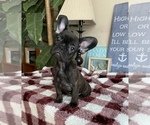 Small Photo #1 French Bulldog Puppy For Sale in PITTSBURG, CA, USA