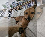Small #2 Chiweenie