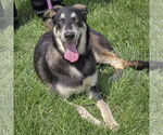 Small #5 German Shepherd Dog-Huskies  Mix