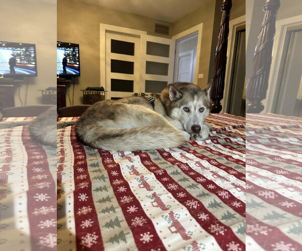 Medium Photo #1 Pomsky Puppy For Sale in Hinckley, IL, USA