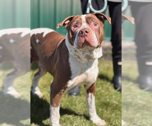 Medium Photo #2 American Pit Bull Terrier-Unknown Mix Puppy For Sale in Batavia, NY, USA