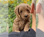 Puppy Chai Goldendoodle (Miniature)