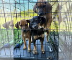 Small #3 Beagle-German Shepherd Dog Mix