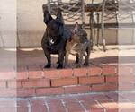 Small Photo #5 French Bulldog Puppy For Sale in TUCSON, AZ, USA