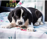 Small Photo #4 Australian Cattle Dog-Basset Hound Mix Puppy For Sale in WAKARUSA, IN, USA