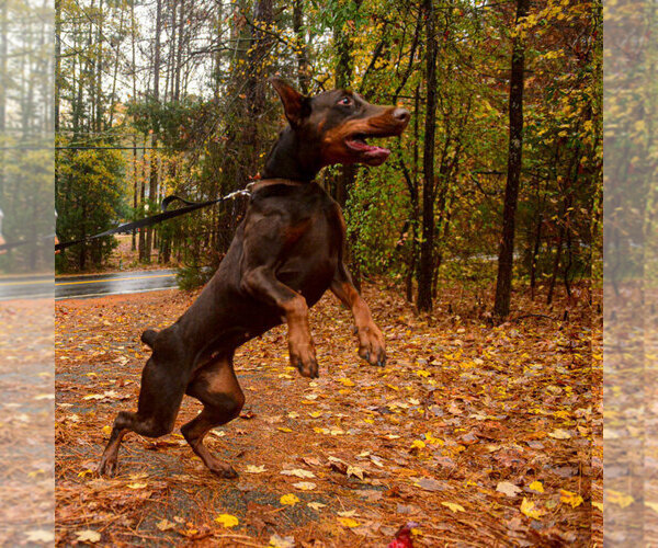 Medium Photo #16 Doberman Pinscher Puppy For Sale in FORT LAUDERDALE, FL, USA