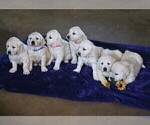 Small Photo #2 English Cream Golden Retriever Puppy For Sale in MYERSTOWN, PA, USA