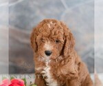 Image preview for Ad Listing. Nickname: Carson