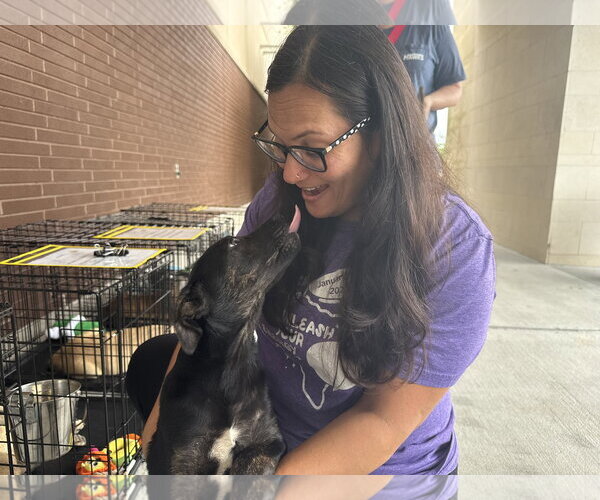 Medium Photo #4 Labrador Retriever-Unknown Mix Puppy For Sale in The Woodlands, TX, USA