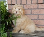 Small #4 Labradoodle