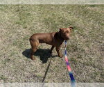 Small #1 Chesapeake Bay Retriever Mix