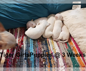 Chihuahua Puppy for Sale in BELLE FOURCHE, South Dakota USA