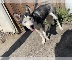 Siberian Husky Dogs for adoption in Riverside, CA, USA