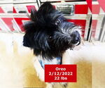 Small #7 Mutt