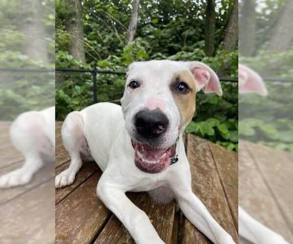 Medium Photo #3 Mutt Puppy For Sale in Elmsford, NY, USA