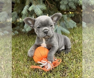 French Bulldog Puppy for sale in MIDDLEBURY, IN, USA