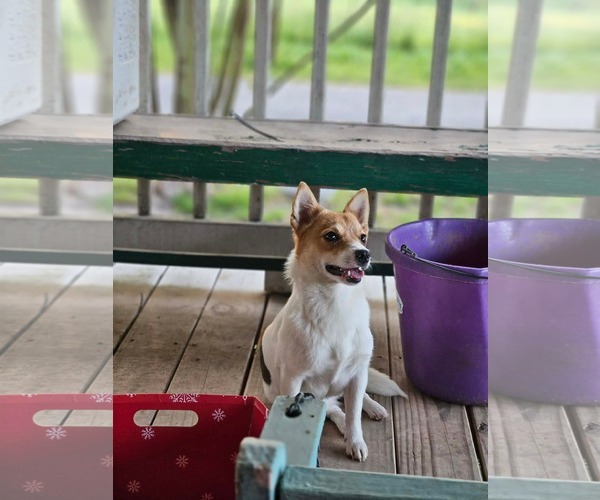 Medium Photo #3 Chihuahua-Unknown Mix Puppy For Sale in Wakefield, RI, USA