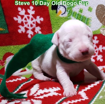 Medium Photo #1 Dogo Argentino Puppy For Sale in PINEVILLE, MO, USA