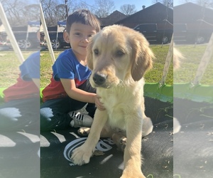 Golden Retriever Puppy for sale in PASADENA, TX, USA