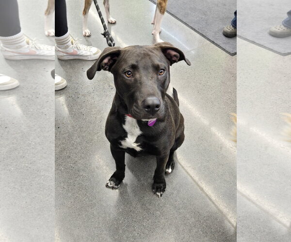 Medium Photo #21 American Pit Bull Terrier-Unknown Mix Puppy For Sale in Minneapolis, MN, USA