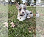 Puppy 1 American Corgi