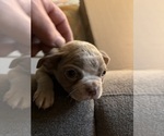 Puppy 8 Boston Terrier