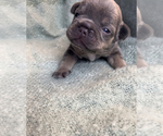 Small Photo #6 French Bulldog Puppy For Sale in SCOTTSDALE, AZ, USA