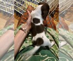 Small Photo #9 Dachshund Puppy For Sale in LAKEBAY, WA, USA