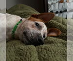 Small #3 Red Heeler Mix