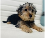 Small Photo #3 Morkie Puppy For Sale in CINCINNATI, OH, USA