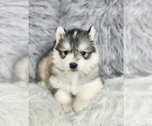 Siberian Husky Puppy for sale in KANSAS CITY, MO, USA