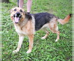 Small #1 German Shepherd Dog