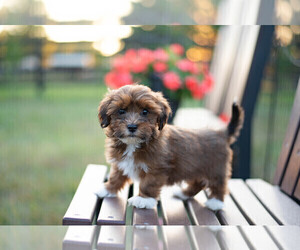 Medium Havanese
