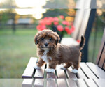 Small Havanese