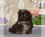 Small Photo #3 Shih Tzu Puppy For Sale in RISING SUN, MD, USA