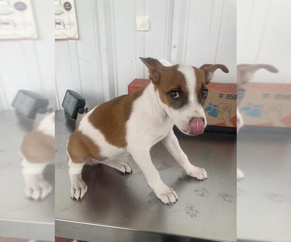 Medium Photo #1 Chihuahua Puppy For Sale in Bakersfield, CA, USA