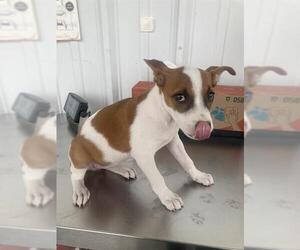 Chihuahua Dogs for adoption in Bakersfield, CA, USA