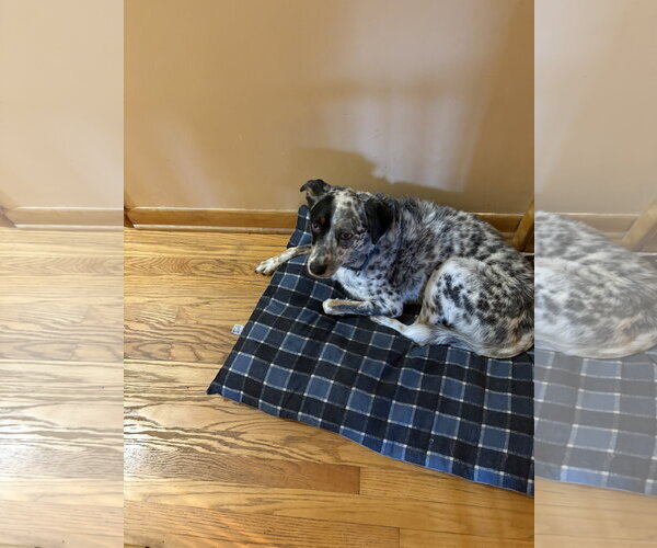 Medium Photo #2 Mutt Puppy For Sale in Garden City, NY, USA
