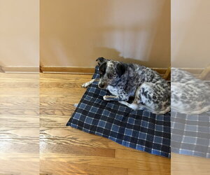 Patch - Male Mutt Dog for Adoption - Photo #2