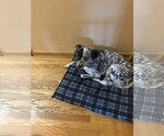 Small #1 Mutt