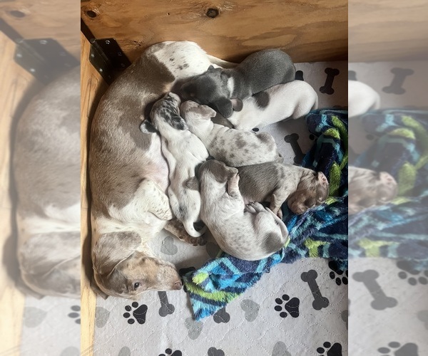 Medium Photo #146 Dachshund Puppy For Sale in LAKEBAY, WA, USA