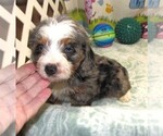 Small #6 Chiweenie-Poodle (Toy) Mix
