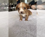 Small Photo #16 Chihuahua Puppy For Sale in SAN ANTONIO, TX, USA