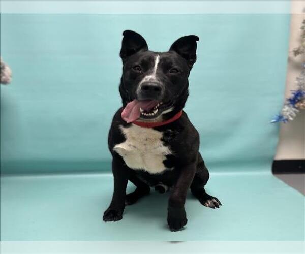 Medium Photo #1 American Pit Bull Terrier-German Shepherd Dog Mix Puppy For Sale in Fort Collins, CO, USA