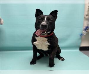 American Pit Bull Terrier-German Shepherd Dog Mix Dogs for adoption in Fort Collins, CO, USA