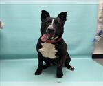 Small American Pit Bull Terrier-German Shepherd Dog Mix